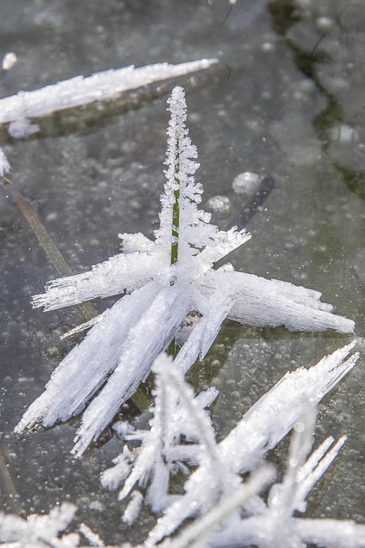 Eiskristalle am Halm